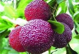 Purple Arbutus Bayberry Fruit Seeds for Planting - Heirloom and GMO Free Seeds for Home Garden