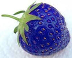 Blue strawberry fruit seeds