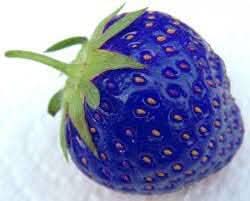 Blue strawberry fruit seeds