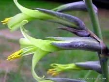 Green Puya Mirabilis Flower Seeds for Planting - NON GMO Seeds Dhara Seeds