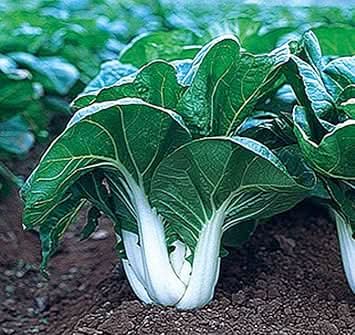 White Choi Bok Choy Seeds for Planting