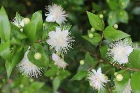 Organic Myrtle Flower Seeds for Planting – Heirloom, Non-GMO