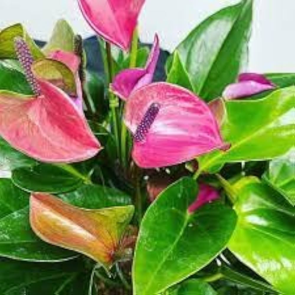 Heirloom Mixed Anthurium Andraeanum Flower Seeds – Non‑GMO Ornamental Seeds seeds for planting in home garden