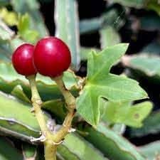 Cissus Fruit Seeds - Hardy Vining Plant for Growing Tropical Fruits