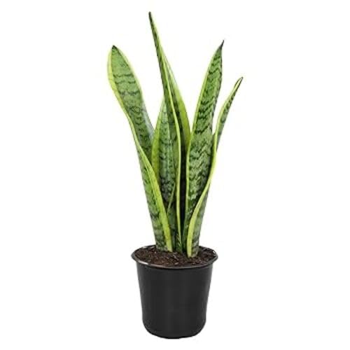 Green Sansevieria - Heirloom, Non - Gmo Seeds