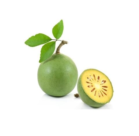 Green Aegle Marmelos Fruit - Heirloom, Non - Gmo Seeds