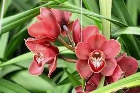 Milii Flower Seeds for Planting - NON GMO Seeds Dhara Seeds