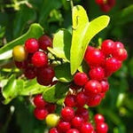 Sarsaparilla Smilax ornata seeds for herbal garden