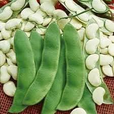 Lima Bean Seeds for Planting