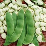 Lima Bean Phaseolus lunatus seeds for garden planting