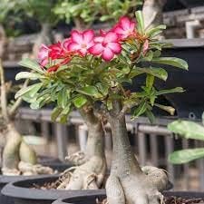 Adenium Obesum Flower Seeds for Planting – Fresh, Organic, Heirloom, Non-GMO Desert Rose Seeds