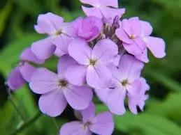 Hesperis Flower Planting Seeds for Garden NON GMO Seeds for planting in home garden