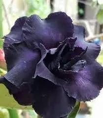 Adenium Desert Flower Seeds for Planting - NON GMO Seeds for planting in home garden