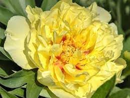 Paeonia Flower Seeds for Planting - 100 pcs