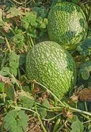 Chilacayote Vegetable Seeds for Planting