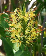 Yellow Fragrant Flower Seeds for Planting - NON GMO Seeds for planting in home garden
