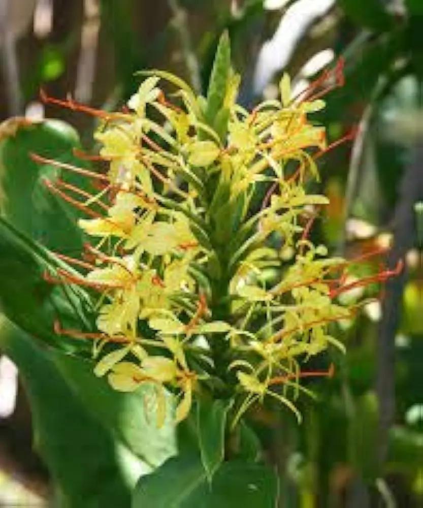 Yellow Fragrant Flower Seeds for Planting - NON GMO Seeds for planting in home garden