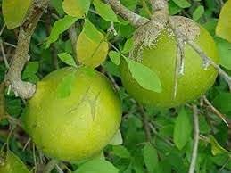 Marmelos fruit seeds