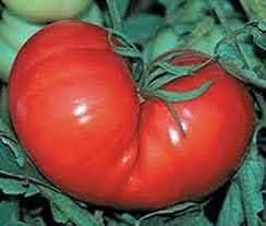 Huge Tomato Vegetable Seeds for Planting – Red Heirloom Variety