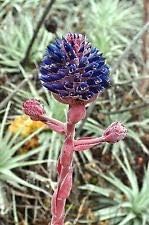 Heirloom Non-GMO Purple Puya Plant Seeds – Exotic Flower Seeds for Garden Planting seeds for planting in home garden