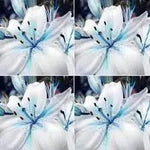 Lilium Flower Seeds for Garden Planting - NON GMO Seeds Dhara Seeds