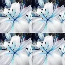 Lilium Flower Seeds for Garden Planting - NON GMO Seeds Dhara Seeds