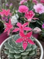 Graptopetalum Bellum Flower Seeds for Planting -Grow Vibrant Flowers at your Home Garden Dhara Seeds