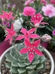 Graptopetalum Bellum Flower Seeds for Planting -Grow Vibrant Flowers at your Home Garden Dhara Seeds