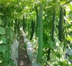 Long Luffa Vegetable Seeds for Planting