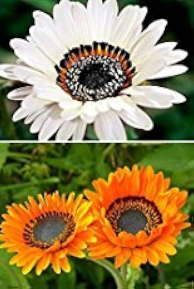 Venidium White Basket Mix Seeds – Garden Display – Dharaseeds