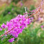 Epilobium Angustifolium Flower Seeds – Heirloom Non-GMO Seeds for Wildflower Garden Planting - Angustifolium for planting in home garden