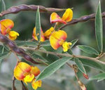 Yellow Cajanus Cajan Flower Seeds for Planting - NON GMO Seeds seeds for planting in home garden