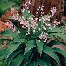 Pink Lily of the Valley flower Seeds for Planting - Non-GMO and Heirloom garden seeds Dhara Seeds