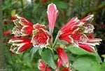 Red Alstroemeria Psittacina Seeds - Heirloom Non-GMO Planting Flower Seeds Dhara Seeds