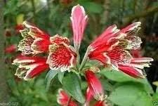 Red Alstroemeria Psittacina Seeds - Heirloom Non-GMO Planting Flower Seeds Dhara Seeds