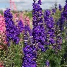 Delphinium Lavender Flower Seeds for Planting - NON GMO Seeds Dhara Seeds
