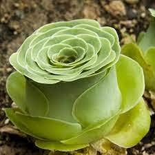 Greenovia Mountain Rose Succulents Heirloom Non Gmo Image