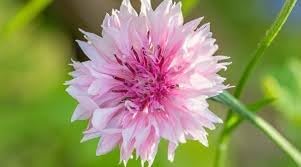 Cornflower Polka Dot Flower Seeds – Heirloom Non-GMO Seeds for Colorful Cottage Garden Planting - Polka for planting in home garden