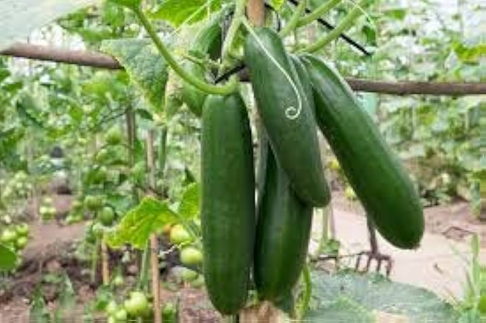 Cucumber Cucumis Sativus Jade Vegetable Seeds for Planting – Suitable for Vertical Garden and Crisp Fresh Harvests