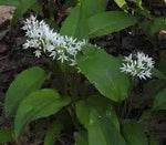 Ursinum Flower Seeds for Planting - NON GMO Seeds Dhara Seeds