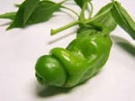 Peter Pepper Capsicum annuum seeds for garden planting