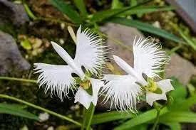 Japanese Egret White Orchid Flower Seeds for Garden Planting - NON GMO Seeds Dhara Seeds