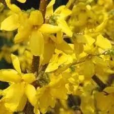 Trifoliate Forsythia Flower Seeds for Planting - NON GMO Seeds Dhara Seeds