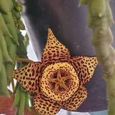 Stapelia Variegata Flower Seeds – Heirloom Non-GMO Starfish Cactus Seeds for Garden Planting for planting in your garden.