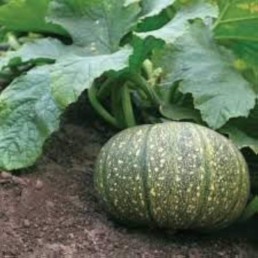 Pumpkin Cucurbita pepo Ukrainskyy Siryy vegetable seeds for planting in kitchen garden or raised beds