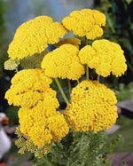 Achillea Flower Seeds for Planting, Heirloom, Non-GMO, 100 for planting in home garden