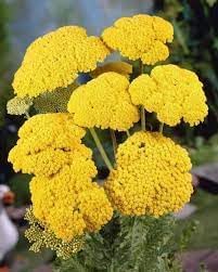 Achillea Flower Seeds for Planting, Heirloom, Non-GMO, 100 for planting in home garden