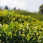 camellia-sinensis-tea-plant-seeds-organic-heirloom-non-gmo

