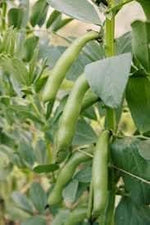 Green Broad Bean Vicia faba seeds for garden planting