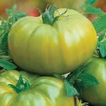 Green Tomato Solanum lycopersicum for planting in urban garden